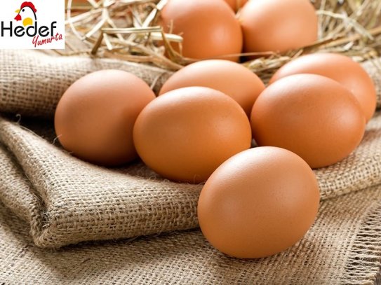 Sarıyer Toptan Yumurta Satış Ve Servis Hizmetleri