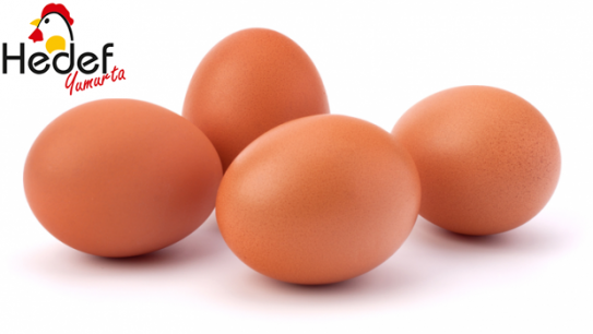 Gaziosmanpaşa Toptan Yumurta Satış Ve Servis Hizmetleri