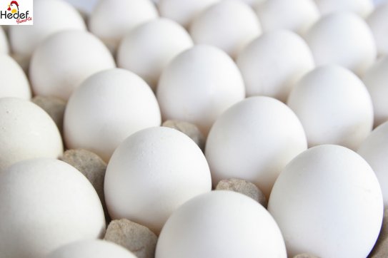 Ümraniye Toptan Yumurta Satış Ve Servis Hizmetleri