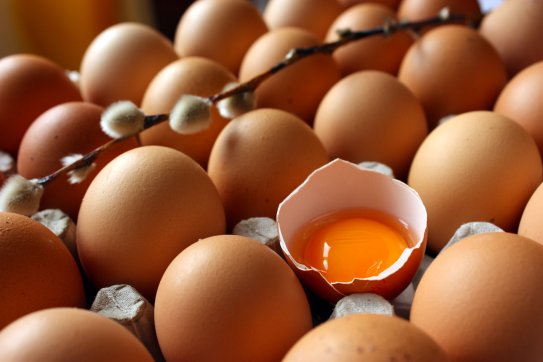 Bayrampaşa Toptan Yumurta Satış Ve Dağıtım Hizmetleri