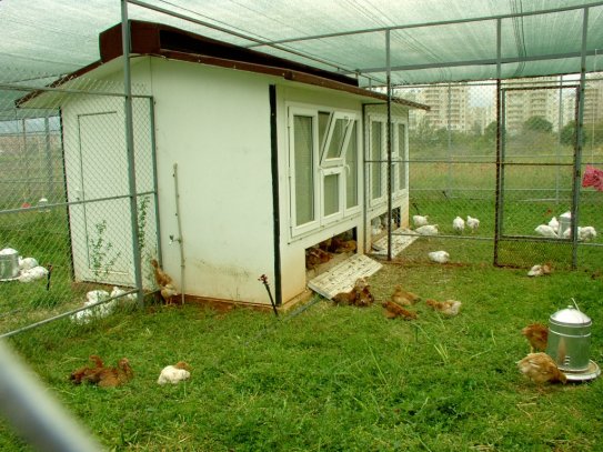 Bahçelievler Organik Yumurta Satış Servis Ve Dağıtım Hizmetleri