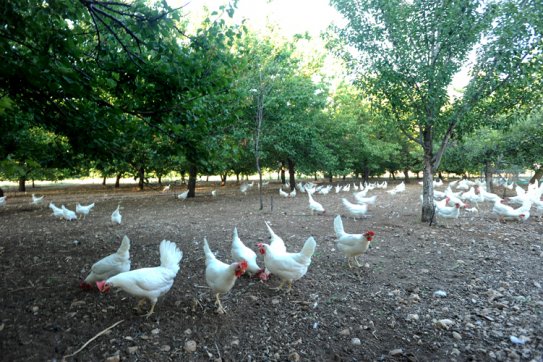 Kâğıthane Organik Yumurta Satış Servis Ve Dağıtım Hizmetleri