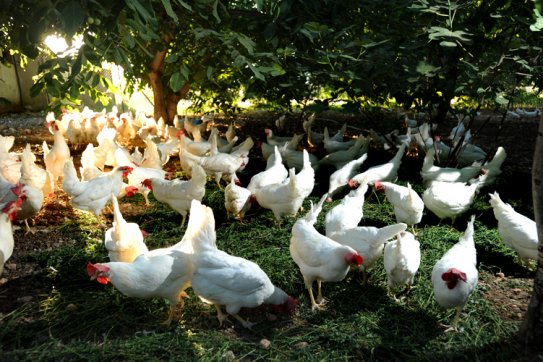 Üsküdar Organik Yumurta Satış Servis Ve Dağıtım Hizmetleri