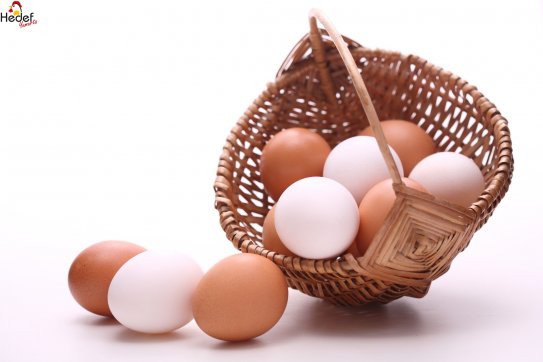 Bağcılar Toptan Yumurta Satış Ve Servis Hizmetleri