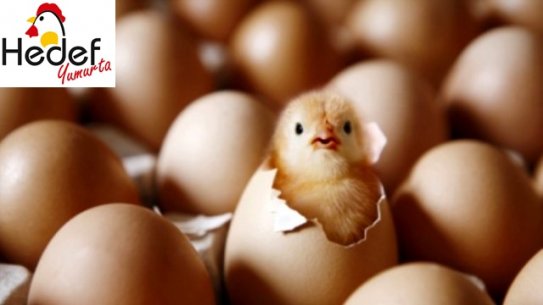 Kağıthane Toptan Yumurta Satış Ve Servis Hizmetleri