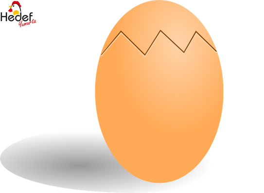 Eyüp Toptan Yumurta Satış Ve Servis Hizmetleri