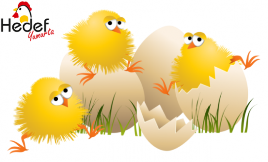 Beyoğlu Toptan Yumurta Satış Ve Servis Hizmetleri