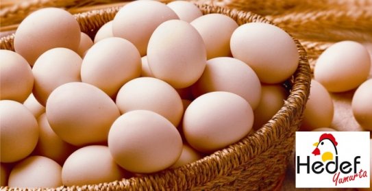 Maltepe Toptan Yumurta Satış Ve Servis Hizmetleri