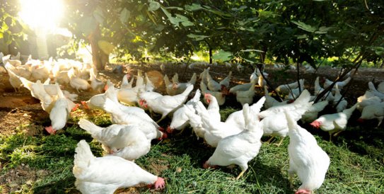 Arnavutköy Organik Yumurta Satış Servis Ve Dağıtım Hizmetleri