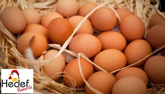 Çekmeköy Toptan Yumurta Satış Ve Servis Hizmetleri