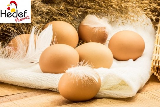 Kadıköy Toptan Yumurta Satış Ve Servis Hizmetleri