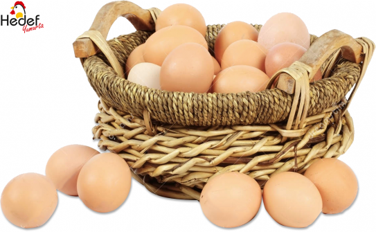 Beylikdüzü Toptan Yumurta Satış Ve Servis Hizmetleri
