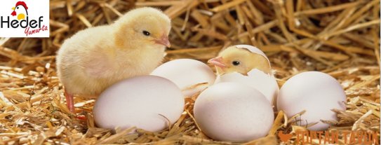 Tuzla Toptan Yumurta Satış Ve Servis Hizmetleri