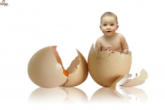 Çatalca Toptan Yumurta Satış Ve Servis Hizmetleri
