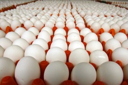 Marketlere Toptan Yumurta Satış Ve Dağıtım Hizmetleri