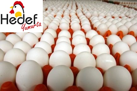 Küçükçekmece Toptan Yumurta Satış Ve Servis Hizmetleri