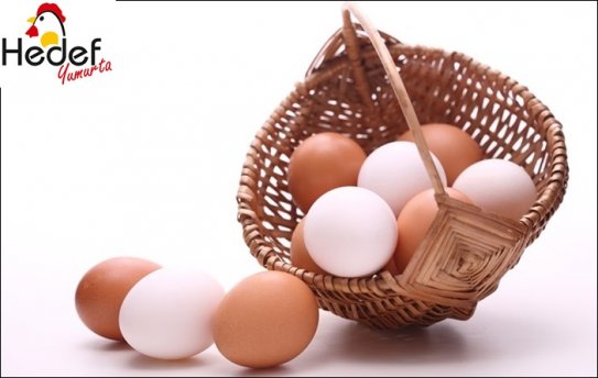 Sancaktepe Toptan Yumurta Satış Ve Servis Hizmetleri