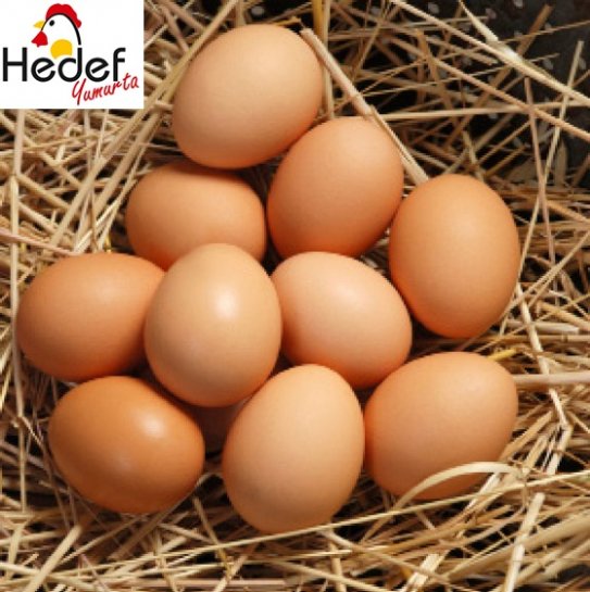 Üsküdar Toptan Yumurta Satış Ve Servis Hizmetleri