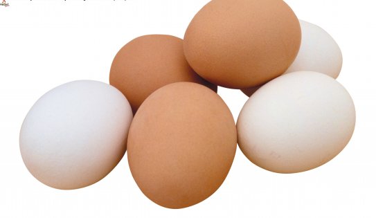 Kartal Toptan Yumurta Satış Ve Servis Hizmetleri