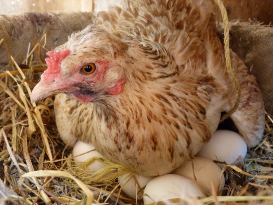 Arnavutköy Toptan Yumurta Satış Servis Ve Dağıtım Hizmetleri