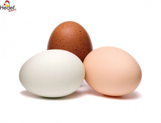 Fatih Toptan Yumurta Satış Ve Servis Hizmetleri